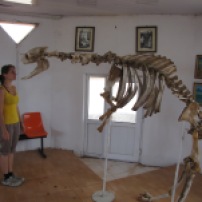 In einem kleinen Museum zeigt man uns ein angebliches Dinosaurierskelett- die Beine gestanden sie wurden jedoch von Kamelen ausgeliehen, wir aber glauben, dass hier viel mehr von Kamelen und Pferden ausgeliehen wurde ;)